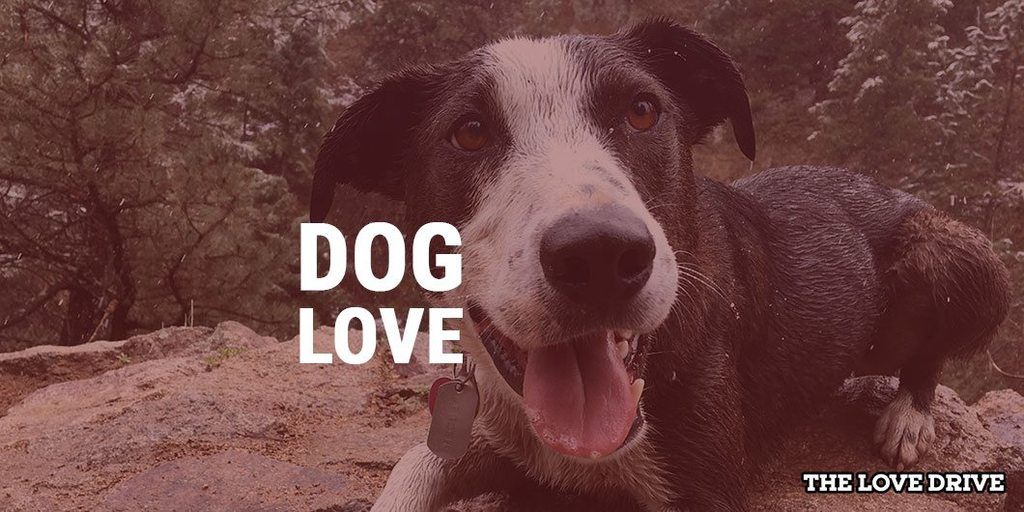 dog love